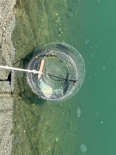 a net in the water with a rope in it at おれっちのひみつきち2 in Yaizu