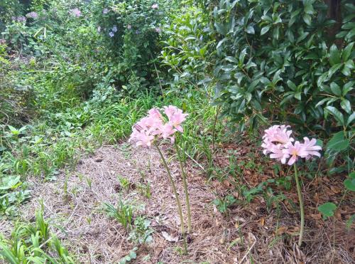 Jardin de l'établissement 民泊M103