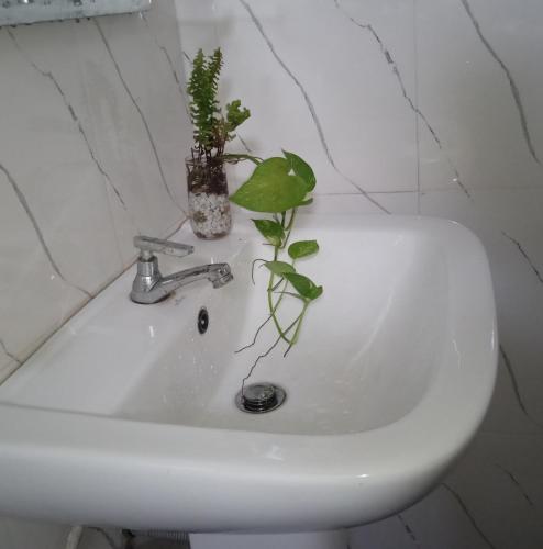 un évier blanc avec deux plantes en haut dans l'établissement CMSurf Guest, à Ahangama