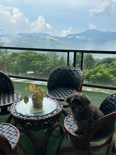 a small dog sitting on a chair at a table at Mountain View Cabin 1 in Tanay