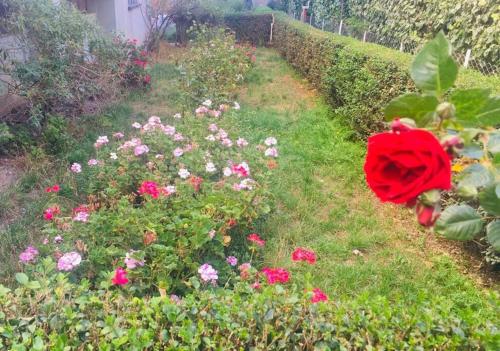 a garden with a red rose in the grass at Miraflores departamento céntrico, amplio, hermosas vistas, dúplex 3 dormitorios in Chijini