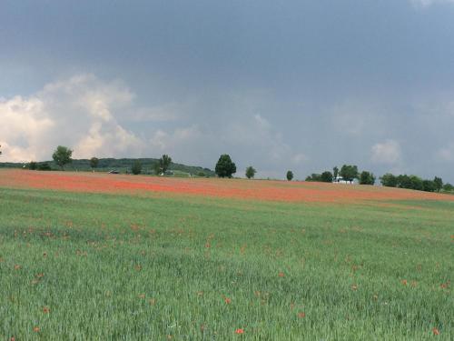 a field full of red flowers in a field at CsakAkali in Balatonakali