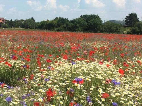 a field of colorful flowers in a field at CsakAkali in Balatonakali
