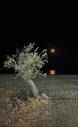 a small tree in the middle of a field at night at Lovely maison house 50m from the beach at Nea Flogita in Flogita