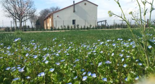 a field of blue flowers in front of a white building at b&b Agriturismo San Matteo in Chiavicone