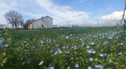 a field of blue flowers in front of a white building at b&b Agriturismo San Matteo in Chiavicone