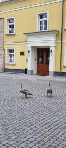 two birds standing in front of a building at Pałac Lucja BB in Zakrzów