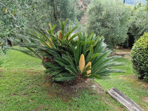 Taman di luar Il Pino - Charming country house with pool