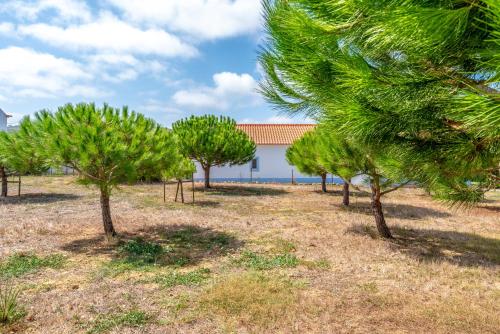 a row of pine trees in a field at Quinta da Bela Vista - Ericeira in Galiza