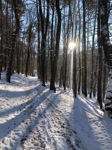 a path through the woods in the snow at Wald-Hotel Heppe in Dammbach