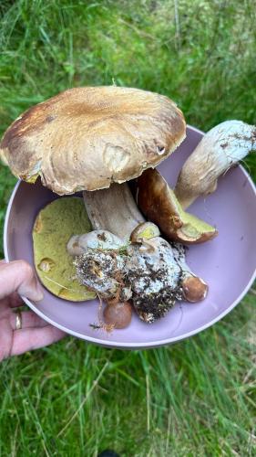 a person holding a plate with a mushroom on it at Apartmán Kovárna in Prášily
