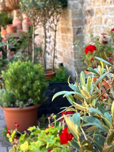 a group of potted plants in a garden at The Royal Harbour Hotel in Ramsgate