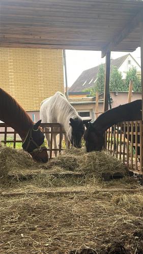a group of cows eating hay in a barn at Schlafen auf dem pferdehof einfach gehalten mit Kühlschrank in Duingen