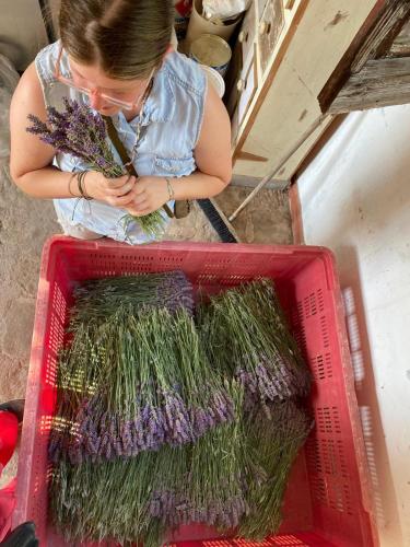 a woman is holding a container of lavender at Azienda Agricola Il Querceto in Marsico Vetere