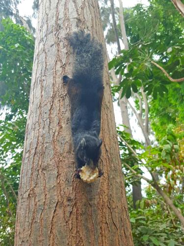 a black bear climbing a tree with a piece of food at Hostería Ecológica El Faro in Salinas