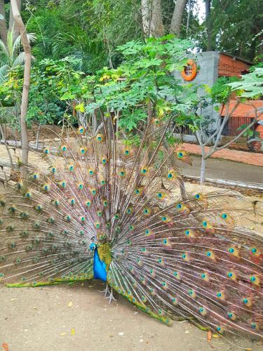 a peacock with its feathers out on the ground at Hostería Ecológica El Faro in Salinas