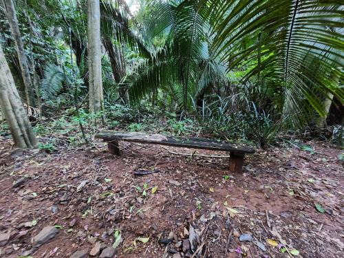 a wooden bench sitting in the middle of a forest at Caribbean Shores Belize in Hopkins