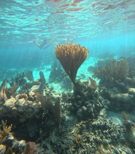a coral reef with a diver in the water at Caribbean Shores Belize in Hopkins