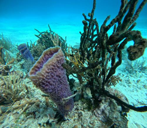 a purple sponge on a coral reef at Caribbean Shores Belize in Hopkins