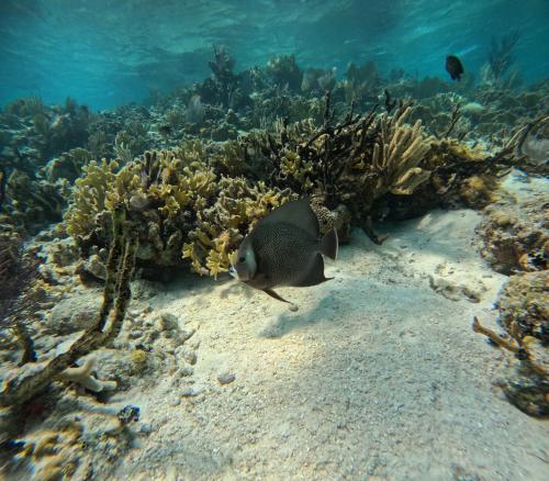 a fish swimming over a coral reef at Caribbean Shores Belize in Hopkins