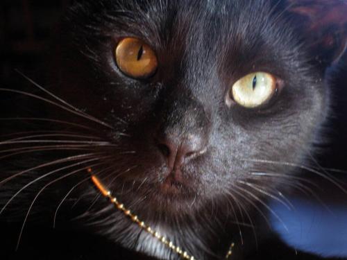 a black cat with yellow eyes and a collar at Garden Oasis at Banana Hale Studio in Kawailiula
