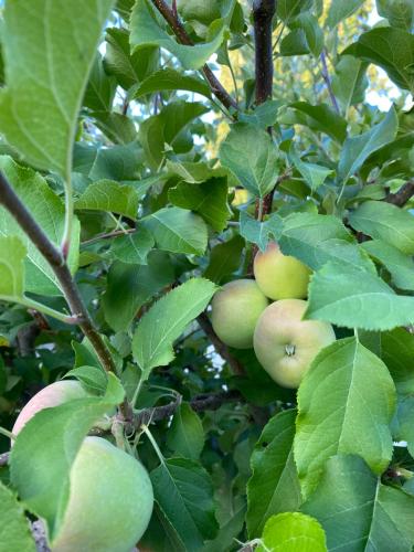 a bunch of apples growing on a tree at Casa Los Naranjos in Quillón