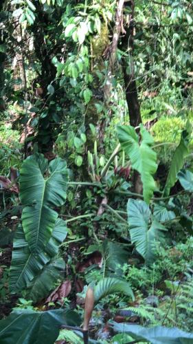 a jungle with lots of green plants and trees at Entre Brisas y Árboles in Puyo