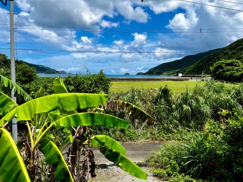 a banana plant with a view of a field at LOG AMAMl 1棟貸切ログハウス in Setouchi