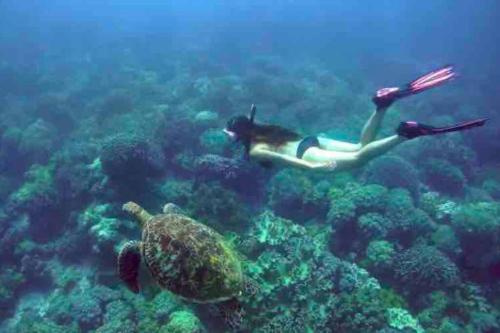 a woman is swimming in the ocean with a turtle at DaLei 1-319 Sleeps 8pax at Marina Spatial Condominium in Dumaguete City in Dumaguete
