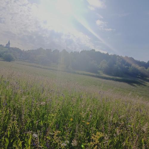 a field of grass with the sun in the background at Apartments & Wellness Dalija with Massages studio in Podčetrtek