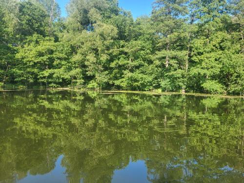 a reflection of trees in the water of a lake at Słoneczne Wzgórze nad Dadajem Domek 1 in Biskupiec