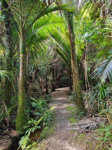 a dirt path through a jungle with palm trees at Fenian Retreat in Karamea