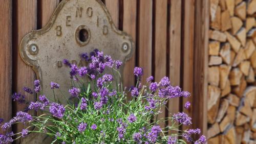 a bunch of purple flowers in front of a sign at Nostalgie Bed & Breakfast Chrämerhus in Curaglia