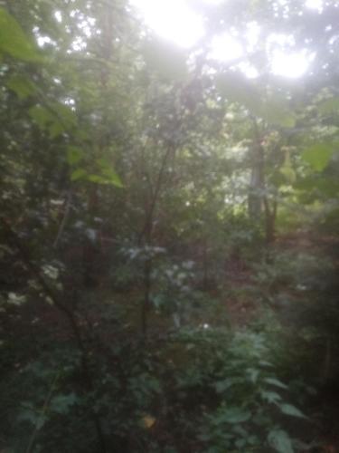 a forest filled with lots of green trees at biofarma in Chrudim