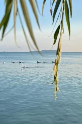 a group of ducks swimming in the water at Hatablak Köveskál in Köveskál