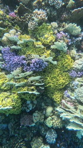 a close up of a coral reef at Camelgila Appartment Royal Residence in Port Ghalib