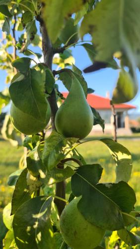 a bunch of green apples hanging from a tree at Kavicsház in Vlăhiţa