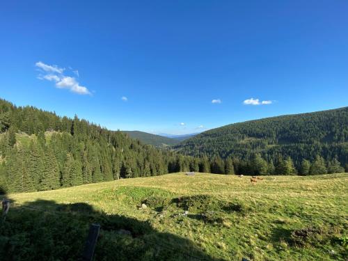 a grassy hill with cows in a field with trees at Sonnberg Chalet - Entspannung pur im Luxus Chalet mit Whirlpool-Sauna in Lachtal