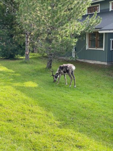 a gazelle grazing in the grass in a yard at Talvijärven Kuura in Ruka