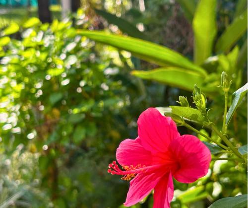 a pink flower in front of a green plant at Jungle Hut-Annabelle's Beach Apartments at Bernard Simao,Calangute,Goa in Candolim