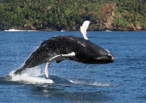 a killer whale jumping out of the water at Villa KAMBUSA in Las Galeras