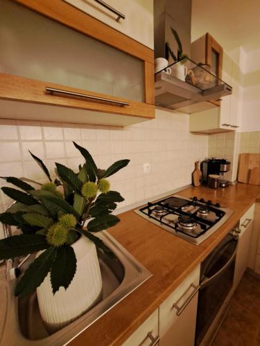a kitchen with a sink with a plant in it at Casa Zen in Ivanec