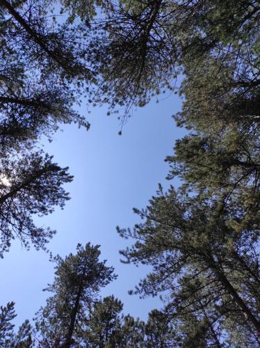 a view of the sky through the trees at Sunčana strana in Nova Varoš