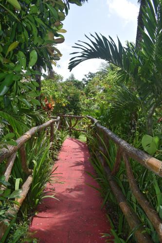 un sentiero rosso in mezzo a una foresta di Hotel Roca Negra Del Arenal a Fortuna