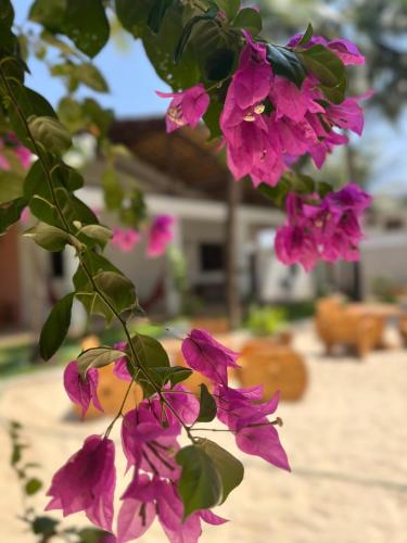 a bunch of pink flowers hanging from a tree at Pousada Vila Flow in Cumbuco