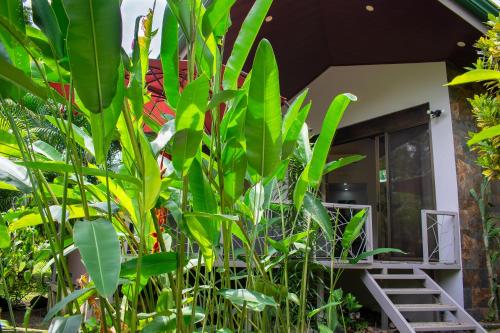 a house with green plants in front of it at Bukala Village Lodge in San Ramón