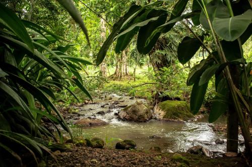 a stream in the middle of a forest at Bukala Village Lodge in San Ramón