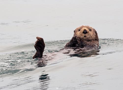 a brown bear swimming in the water at Lost Anchor Cabins - Ocean-view cabins on the bluff in Anchor Point