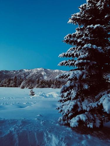 a pine tree covered in snow next to a mountain at Misty Mountain Townhouse in Donnelly