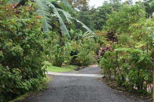 フォルトゥナにあるHotel Roca Negra Del Arenalの木々や植物が生い茂る庭園を通る小道